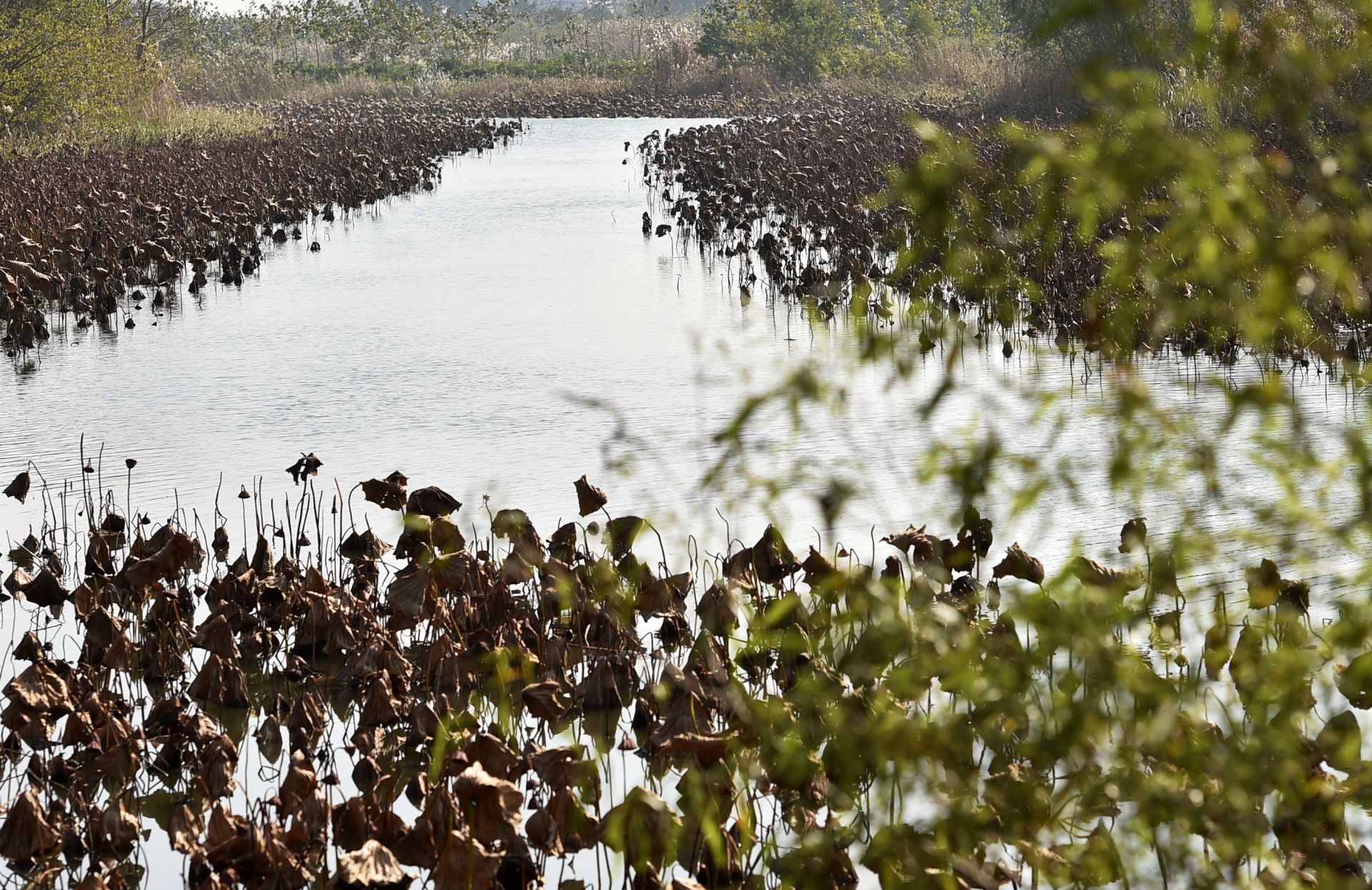 清水潭湿地公园图片