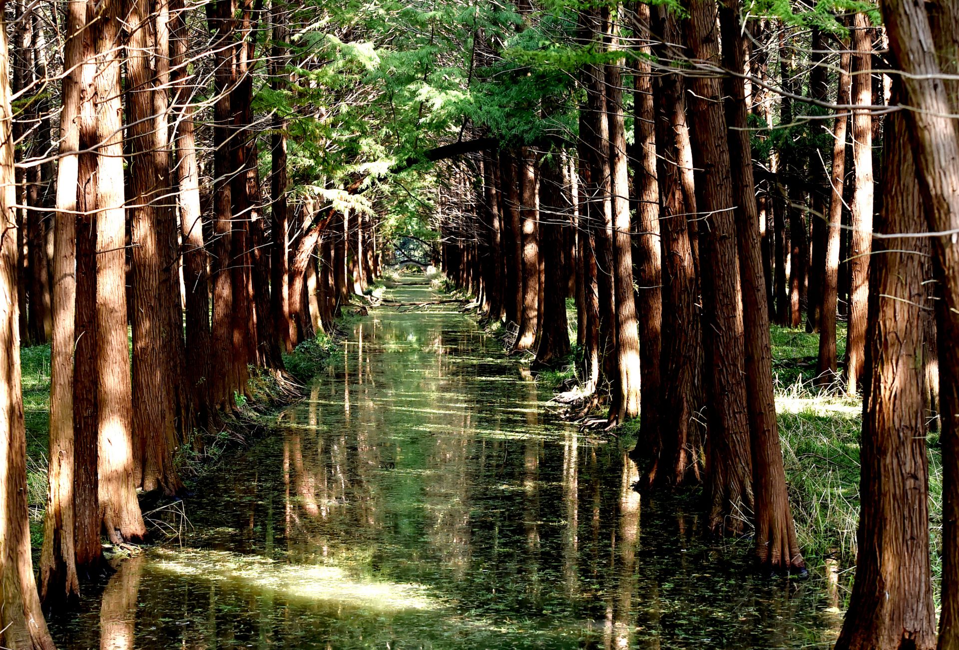 高邮清水潭湿地公园图片