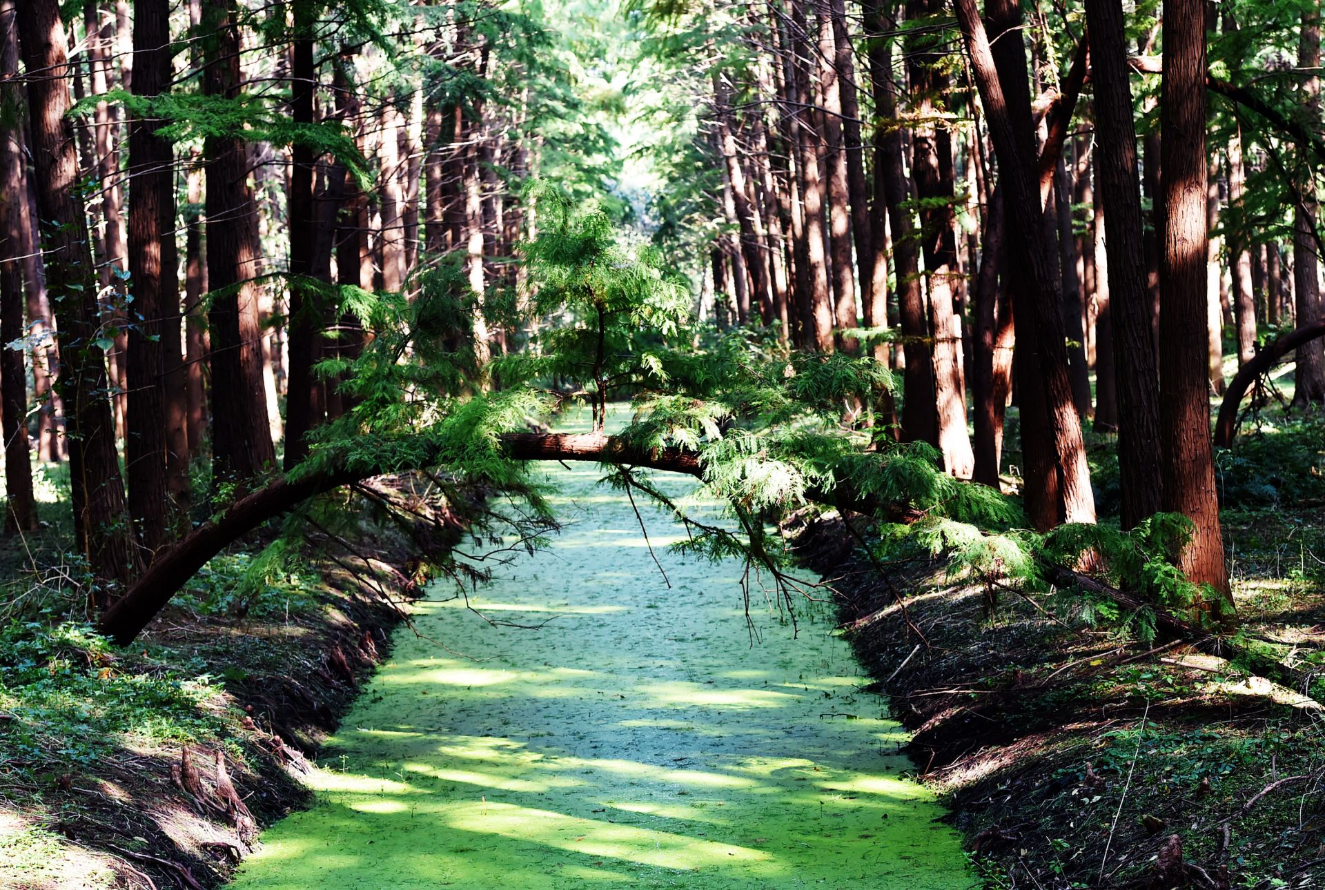 清水潭湿地公园图片